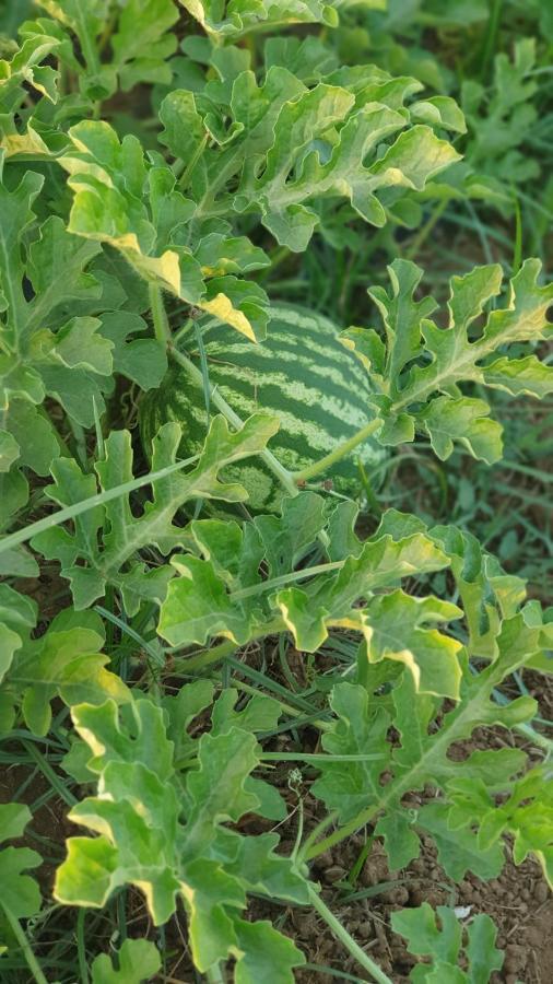 Azienda Agricola I Peperoncini อาลเกโร ภายนอก รูปภาพ