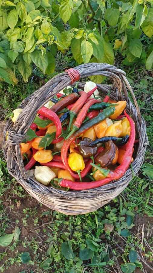 Azienda Agricola I Peperoncini อาลเกโร ภายนอก รูปภาพ