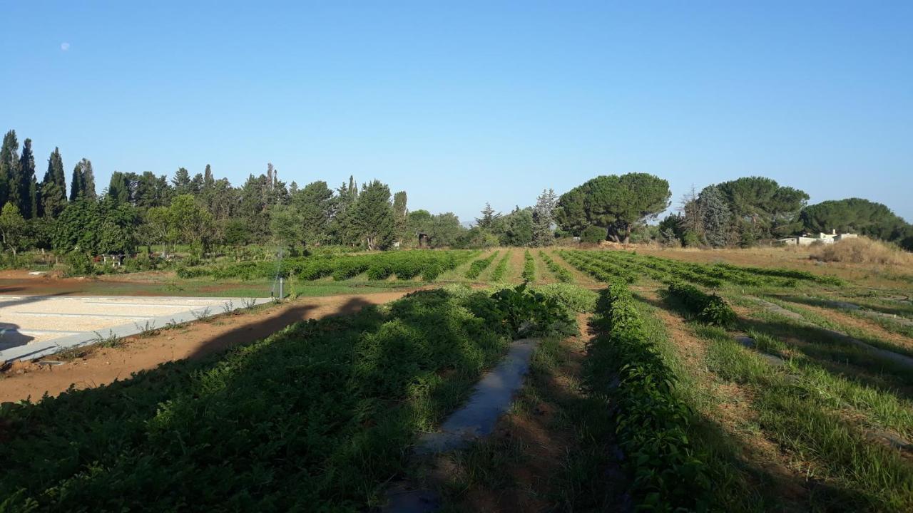 Azienda Agricola I Peperoncini อาลเกโร ภายนอก รูปภาพ